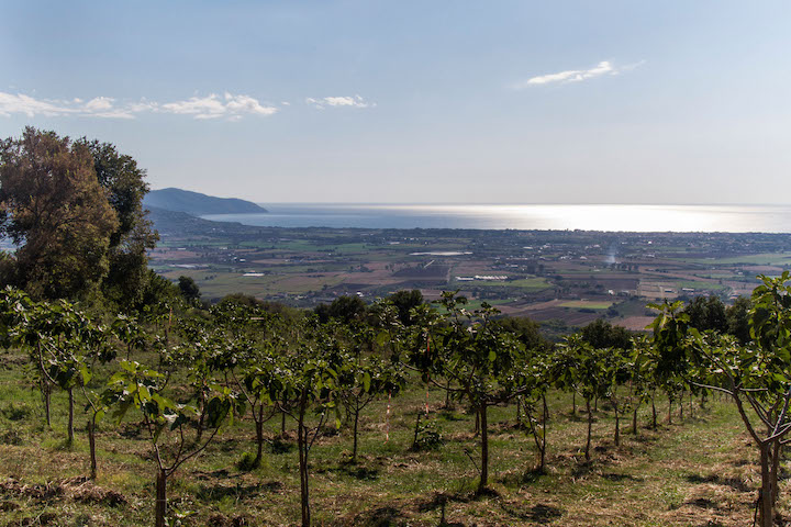 Azienda agricola Il Fico: gli alberi