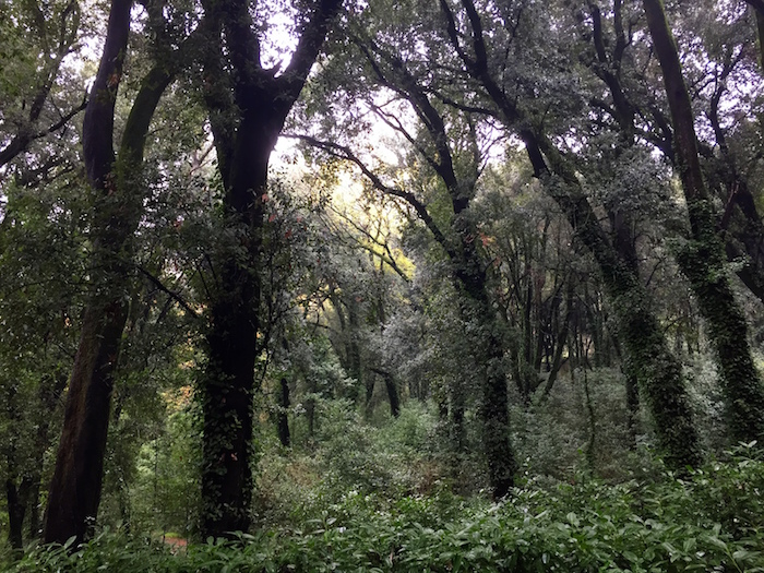 Il viale principale costeggia un bosco fatato