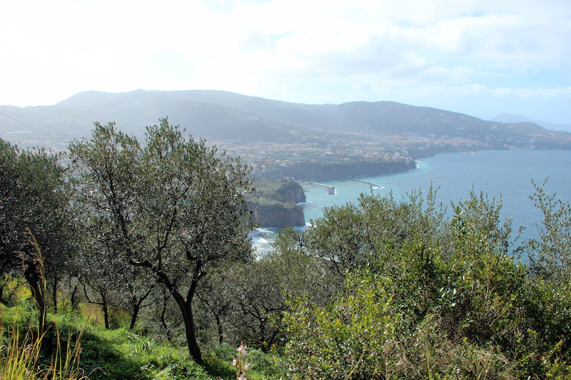 Risultati immagini per olivo costiera sorrentina