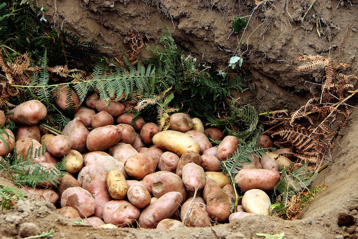 ...vi si adagiano le patate...